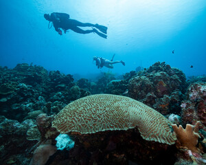 Fototapeta premium brain coral with scuba divers above