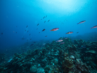Fototapeta na wymiar Creole Wrasse fish passing over healthy coral reef, scuba diver in distance