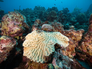 Maze brain coral growing in a plate on a healthy coral reef