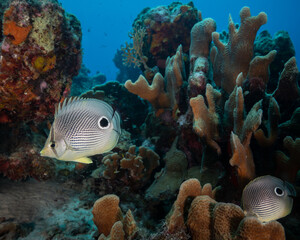 Naklejka na ściany i meble Four eye butterfly fish with partner among coral