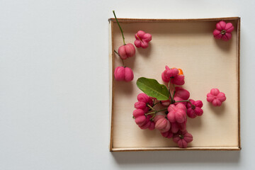 euonymus, spindle, or common spindle capsular fruit arranged in a shallow wooden box