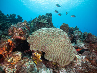 brain coral with fish overhead