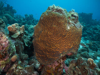 great star coral on healthy reef