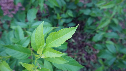 Natural green ornamental tops taken from the garden