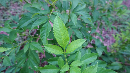 Natural green ornamental tops taken from the garden