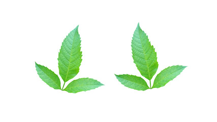 Three leaves, isolated on a white background for illustration or other design (With Clipping Path)