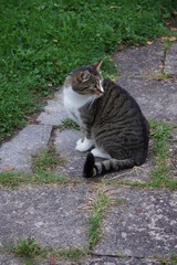 Getigerter Kater mit weißer Brust und weißen Pfoten, sitzt im Garten, sieht rückwärts. 