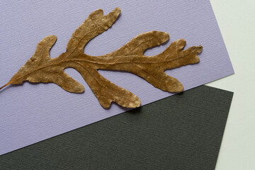 autumn oak leaf isolated on a paper background