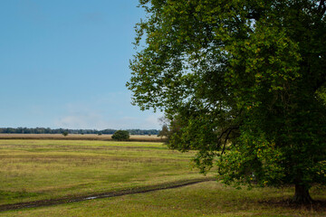 Fototapeta na wymiar Dutch summer landscape with tree, green grass and cloudy blue s