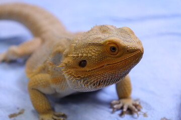Bearded dragon reptile, lizard