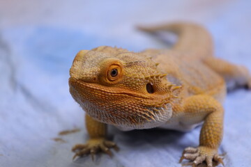 Bearded dragon reptile, lizard