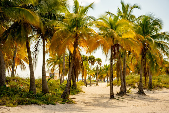Photo of tropical palm trees Miami Beach FL USA