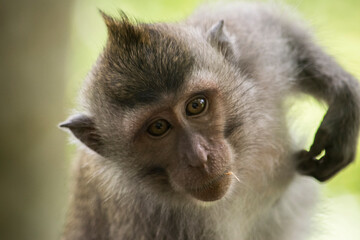 close up of a monkey