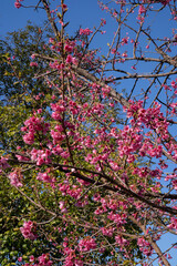 Winter flowers. Closeup view of Prunus serrulata, also known as Japanese flowering cherry or Sakura, beautiful flowers of pink petals, blooming in the park.