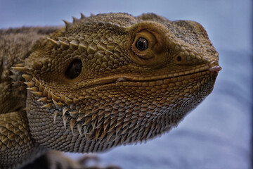 Bearded dragon reptile, lizard