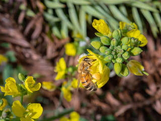 菜の花の花粉を集める蜜蜂1