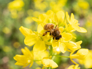 菜の花の花粉を集める蜜蜂6
