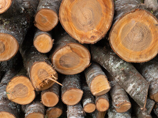 伐採され積み上げられた桜の木1