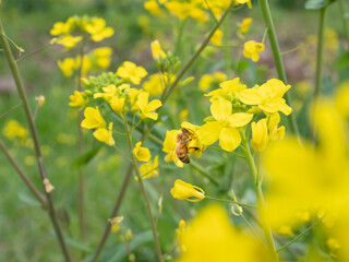 菜の花の花粉を集める蜜蜂7