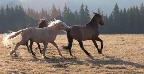 Wild Horse Mustang Stallions biting each other while fighting in the Pryor Mountains Wild Horse...