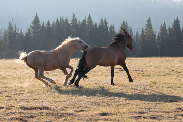 Palomino Wild Horse Stallion biting a Bay Stallion while fighting in the Pryor Mountains Wild Horse...