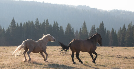 Wild Horse Mustang Stallions fighting in the Pryor Mountains Wild Horse Range in Montana in the...