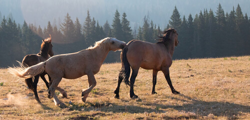 Palomino Wild Horse Mustang Stallion biting another stallion while fighting in the mountains in the...