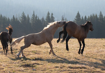 Wild Horse Mustang Stallions kicking and biting each other while fighting in the Pryor Mountain...