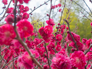 赤い梅の花が咲き乱れている1