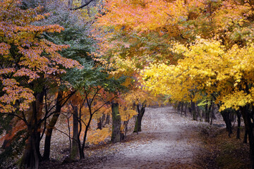 김포 장릉에는 가을단풍이 절정에 이루어 ㅇ아름답습니다.