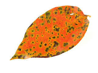 　柿の葉　落ち葉　白バック