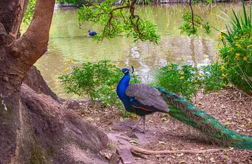 Foto op Canvas peacock in the eco park © Andriy Petrenko