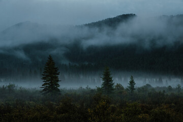 Evening landscape with fog, mountains and conifers