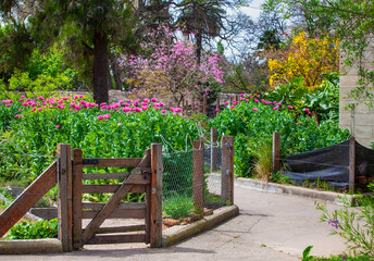 flower bed of pink poppy in the park