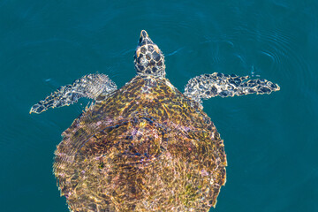 Hawksbill Turtle in a green ocean - Powered by Adobe