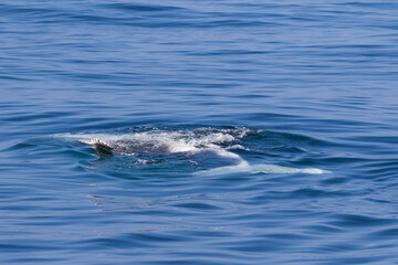Naklejka premium Humpback Calf relaxing in calm water