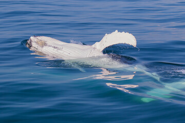 Naklejka premium Humpback Calf relaxing in calm water