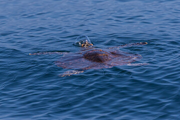 Obraz premium Hawksbill Turtle in a green ocean