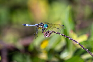 Male blue dasher dragonfly perched on a stick