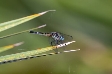 Male blue dasher dragonfly perched on a palm frond