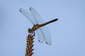 Female blue dasher dragonfly perched on a frond