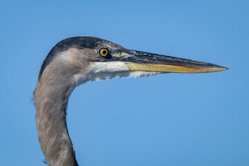 Closeup shot of a great blue heron on the waters edge at a salt marsh