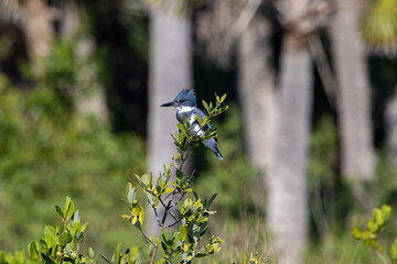 Belted king fisher perched on a tree at the salt marsh