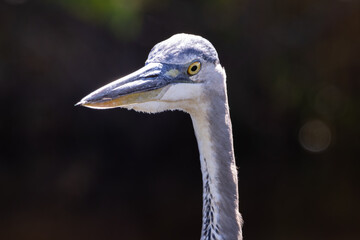 Closeup shot of a great blue heron on the waters edge at a salt marsh