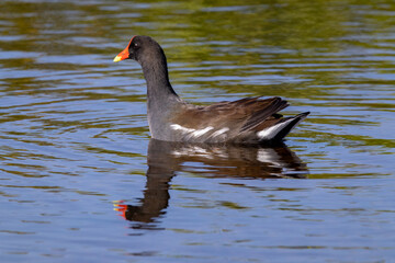 Common gallinule floating on the water in a salt march