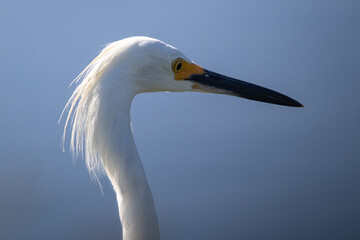 Closeup shot of a snowy egret on the waters edge at a salt marsh