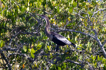 Female anhinga perched on a branch at a salt marsh