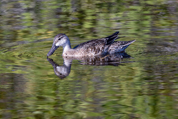 Blue-winged teal hen floating on the water with a nice reflection
