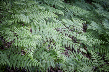 selective blur on fern leaves in a typical rainforesttropical atmosphere with their distinctive green color. Fern, or polypodiopsida and polypodiophyta is a group of vascular plants...