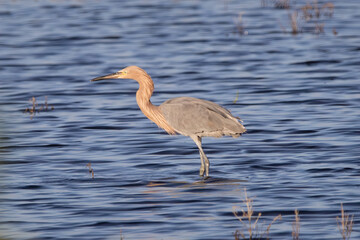 A reddish egret standing in the water hunting for a meal